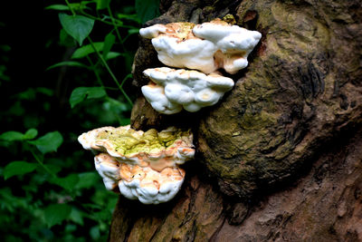 Close-up of mushrooms growing on tree trunk