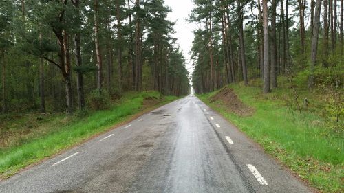 Road passing through forest