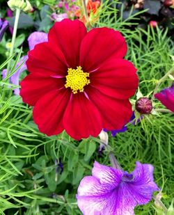 Close-up of red flower blooming in field