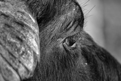 Close-up of a horse