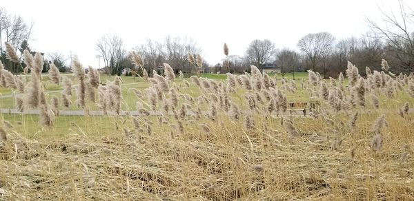 Hay bales on field against clear sky