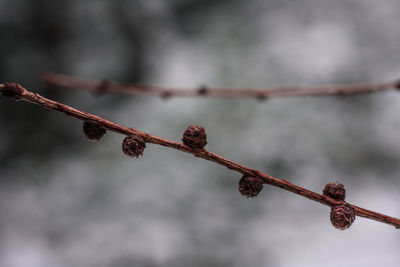 Close-up of dried plant on branch