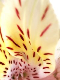 Macro shot of flower
