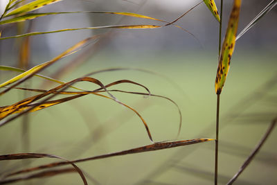 Close-up of plant growing outdoors