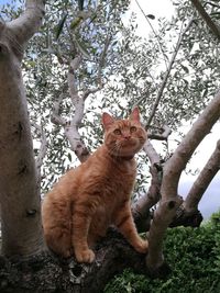 Low angle view of cat sitting on tree