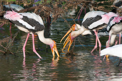 Birds drinking water in lake