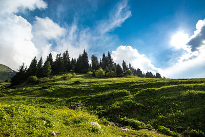 Panoramic view of field against sky