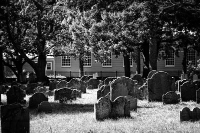 Trees growing in cemetery