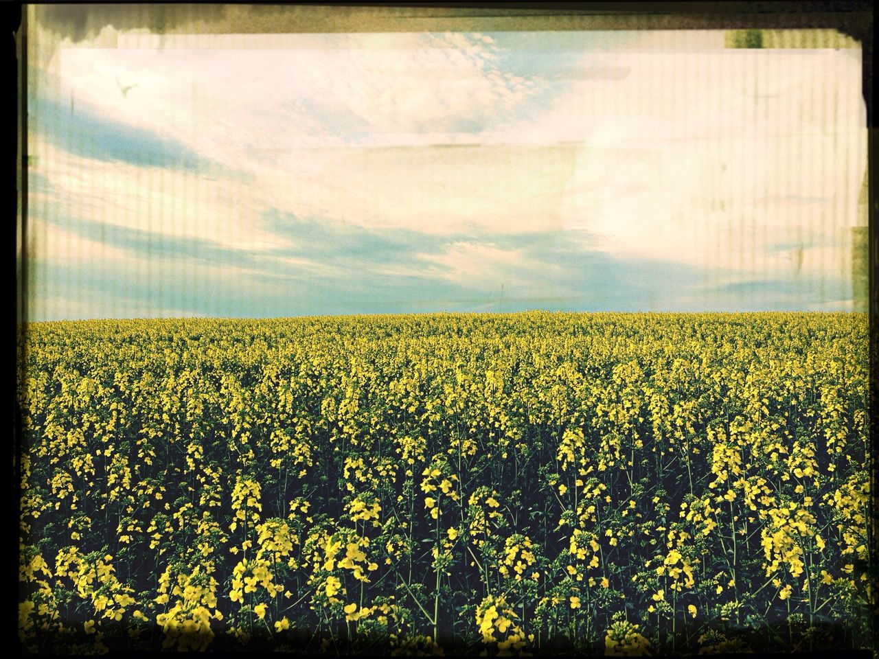 Fields of yellow