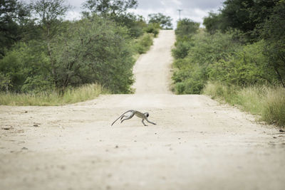 Bird on road amidst trees