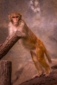 Portrait of monkey standing on wood