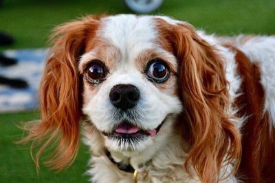 Close-up portrait of dog