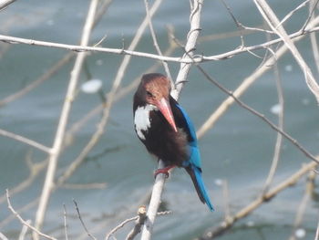 Close-up of bird perching on branch