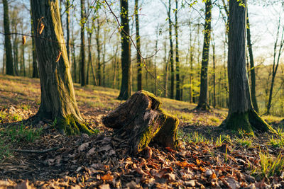 Trees in forest