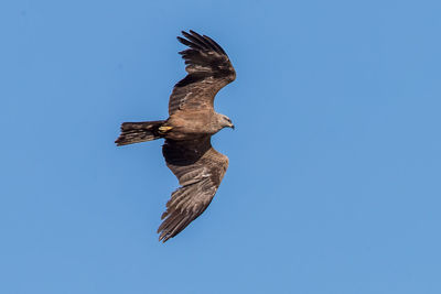 Low angle view of eagle flying against clear blue sky