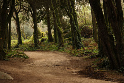 Trees in forest