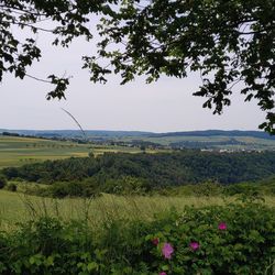 Scenic view of flowering plants on field against sky