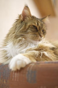 Close-up of thoughtful cat resting at home