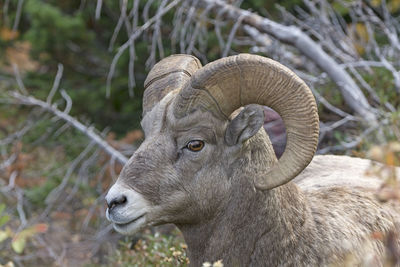 Bighorn sheep in the wilds in glacier national park in montana