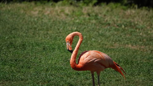 Flamingo standing in a field