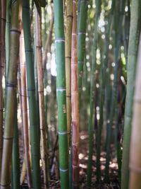 Full frame shot of bamboo trees in forest