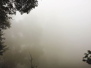 Low angle view of trees against sky