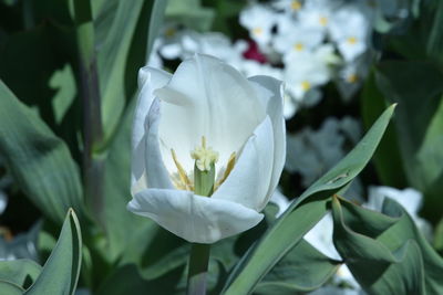 Close-up of white flowering plant