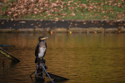 Bird perching on lake