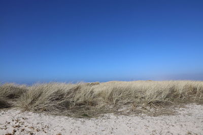 Scenic view of beach against clear blue sky in denmark
