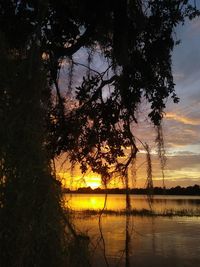 Silhouette trees by lake against sky during sunset
