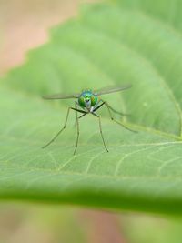 Close-up of insect on leaf