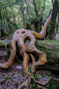 Close-up of tree trunk in forest