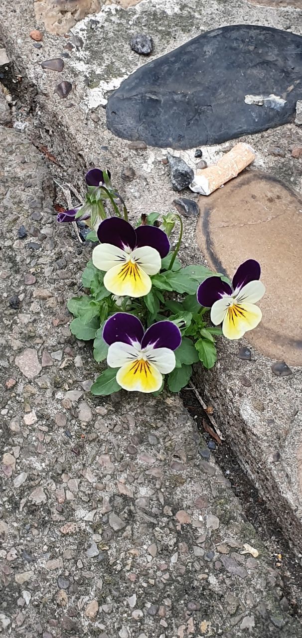 HIGH ANGLE VIEW OF YELLOW FLOWERING PLANT ON STREET