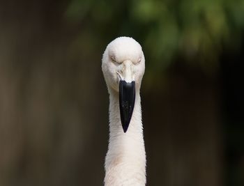 Close-up of swan