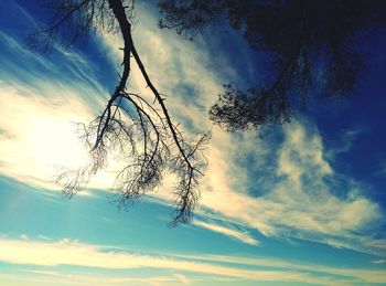 Low angle view of silhouette tree against sky