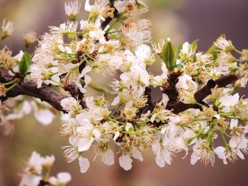 Close-up of white cherry blossom tree