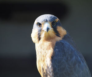 Close-up portrait of owl against black background