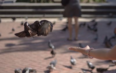 Low section of person feeding birds