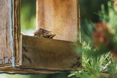 Little common thrush chicks with open mouths sitting in a nest inside and old wooden feeding trough 