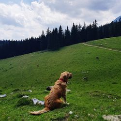 Dog sitting on field