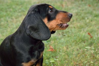 Close-up of a dog looking away