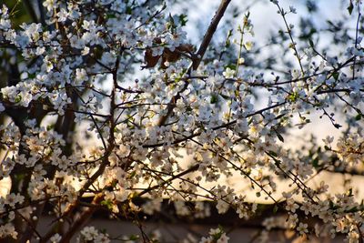 Low angle view of cherry blossom tree