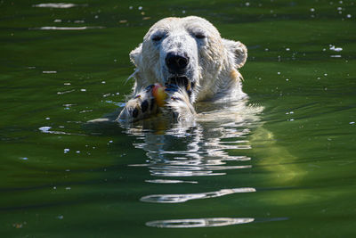 Dog swimming in lake