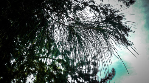 Low angle view of tree against sky