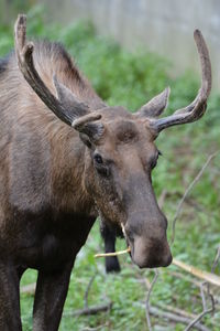 Close-up of goat