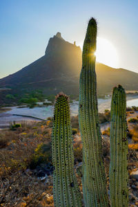 Beautiful view of cactus with bottom of the hill -tetakawi- in san carlos,sonora,mexico.