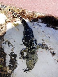 High angle view of turtle in water