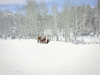 Deer on snow covered trees during winter