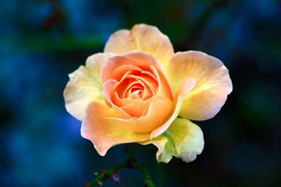 Close-up of rose against blurred background