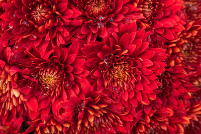 Red chrysanthemums in full bloom